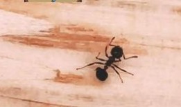 蚂蚁在线观看影片,在线观影之旅